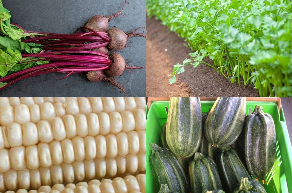 Kamokamo, beetroot, celery, or kaanga ma? Which crop will it be?